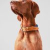 Accessoires Hackett London | Touw En Lederen Halsband Voor Honden - Klein