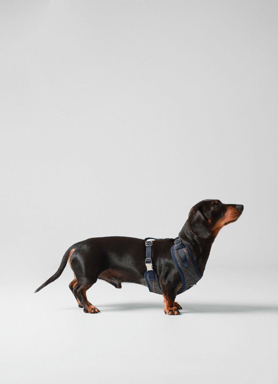 Accessoires Hackett London | Gecontroleerd Harnas Voor Honden