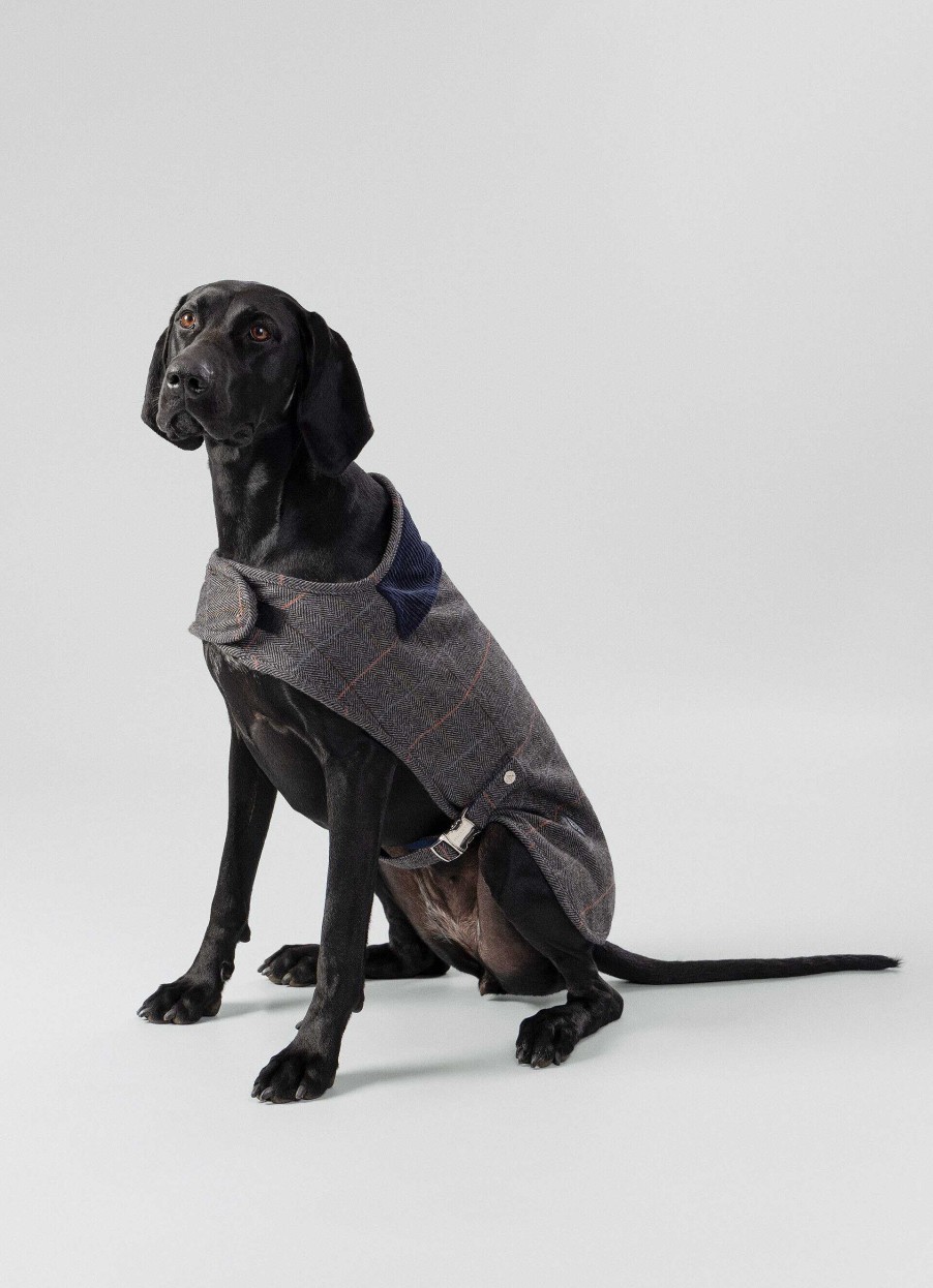 Jongens Hackett London | Geruite Jas Voor Honden - Groot