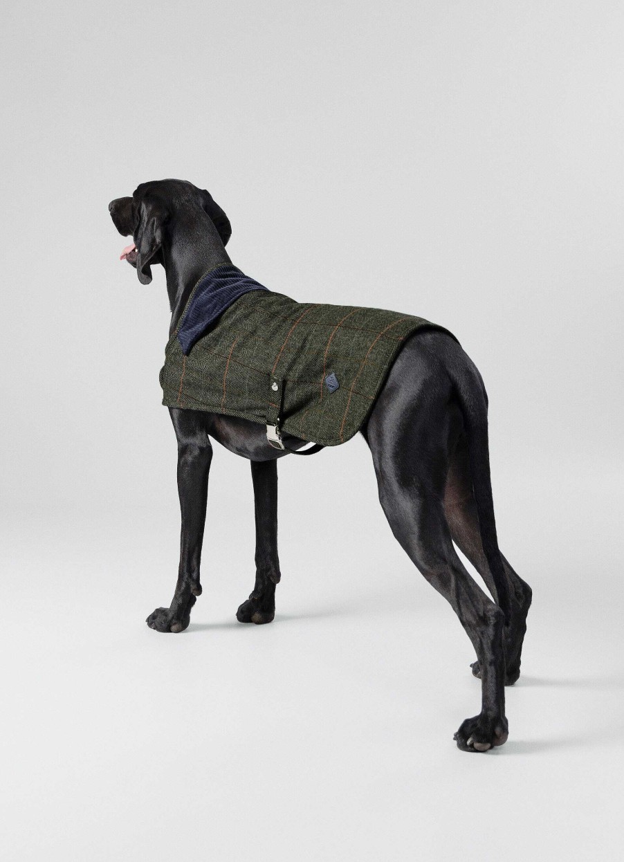 Jongens Hackett London | Geruite Jas Voor Honden - Groot