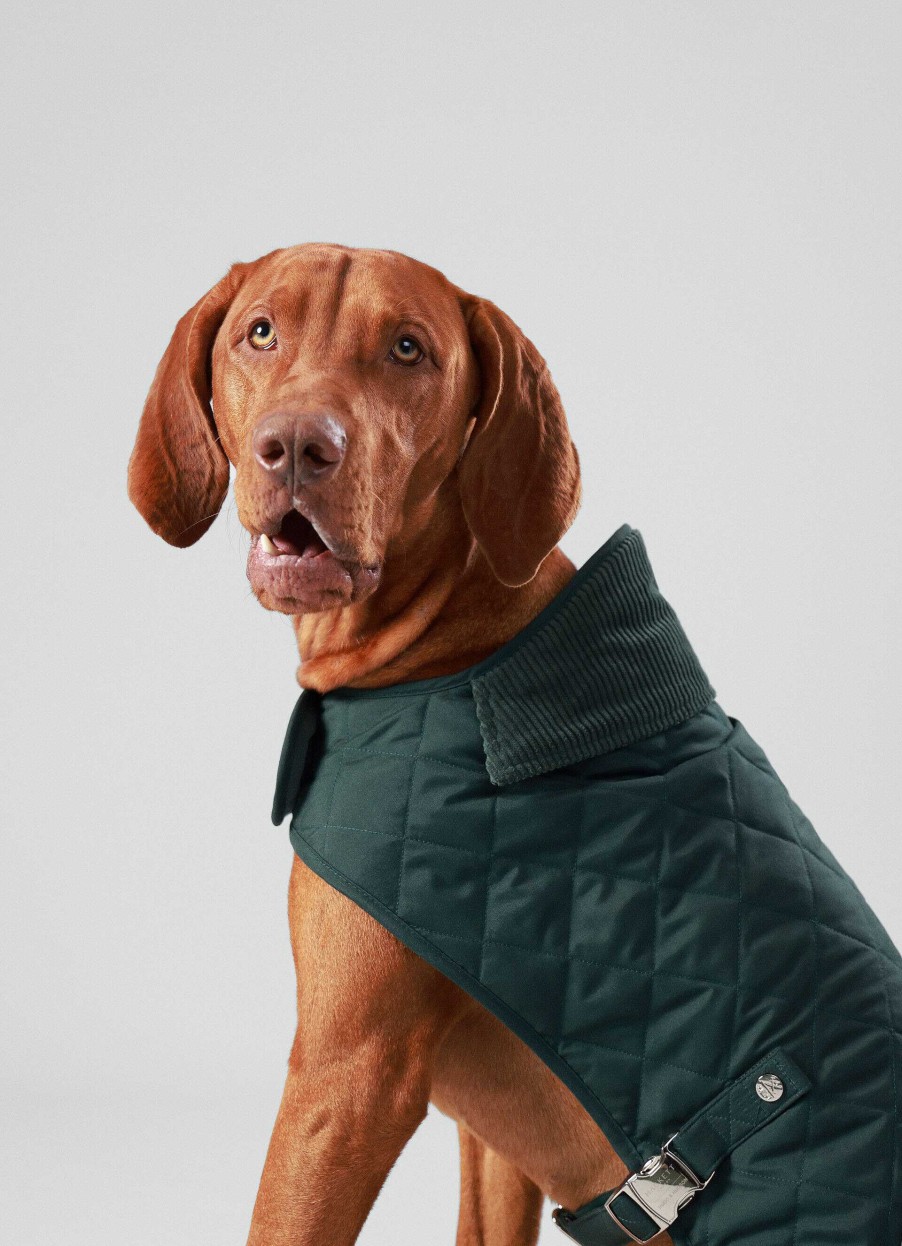 Accessoires Hackett London | Gewatteerd Jas Voor Honden - Medium