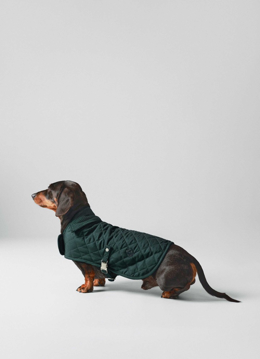 Accessoires Hackett London | Gewatteerd Jas Voor Honden - Klein