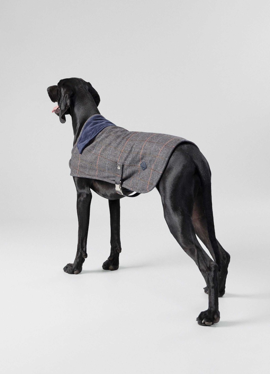 Jongens Hackett London | Geruite Jas Voor Honden - Klein